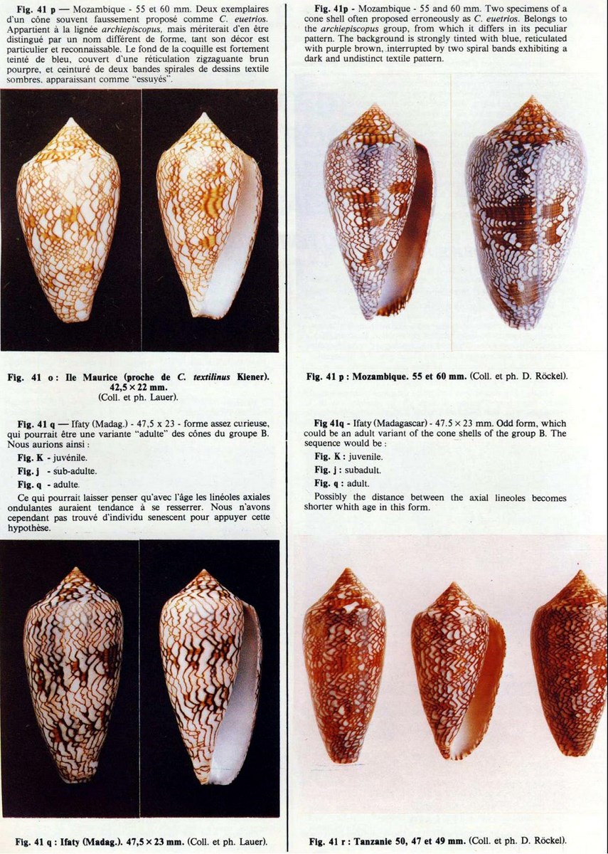 Conus textile, Linné 1758